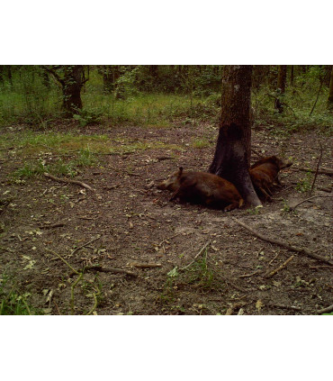 BLACKVIT jerrican de 5kg