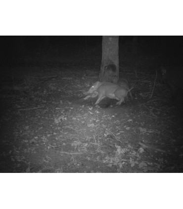 GOUDLIQ AU GOUT DE TRUFFE jerrican de 5kg