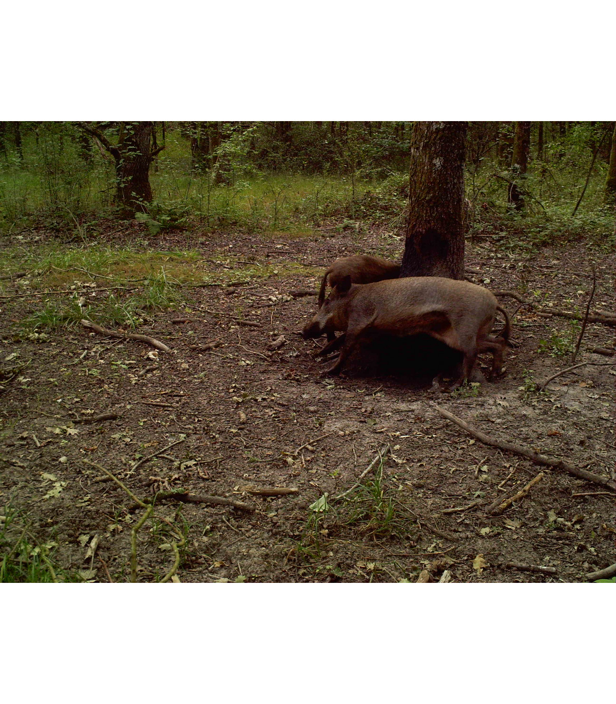 Goudron de pin des landes pour sanglier et gros gibier Protecta